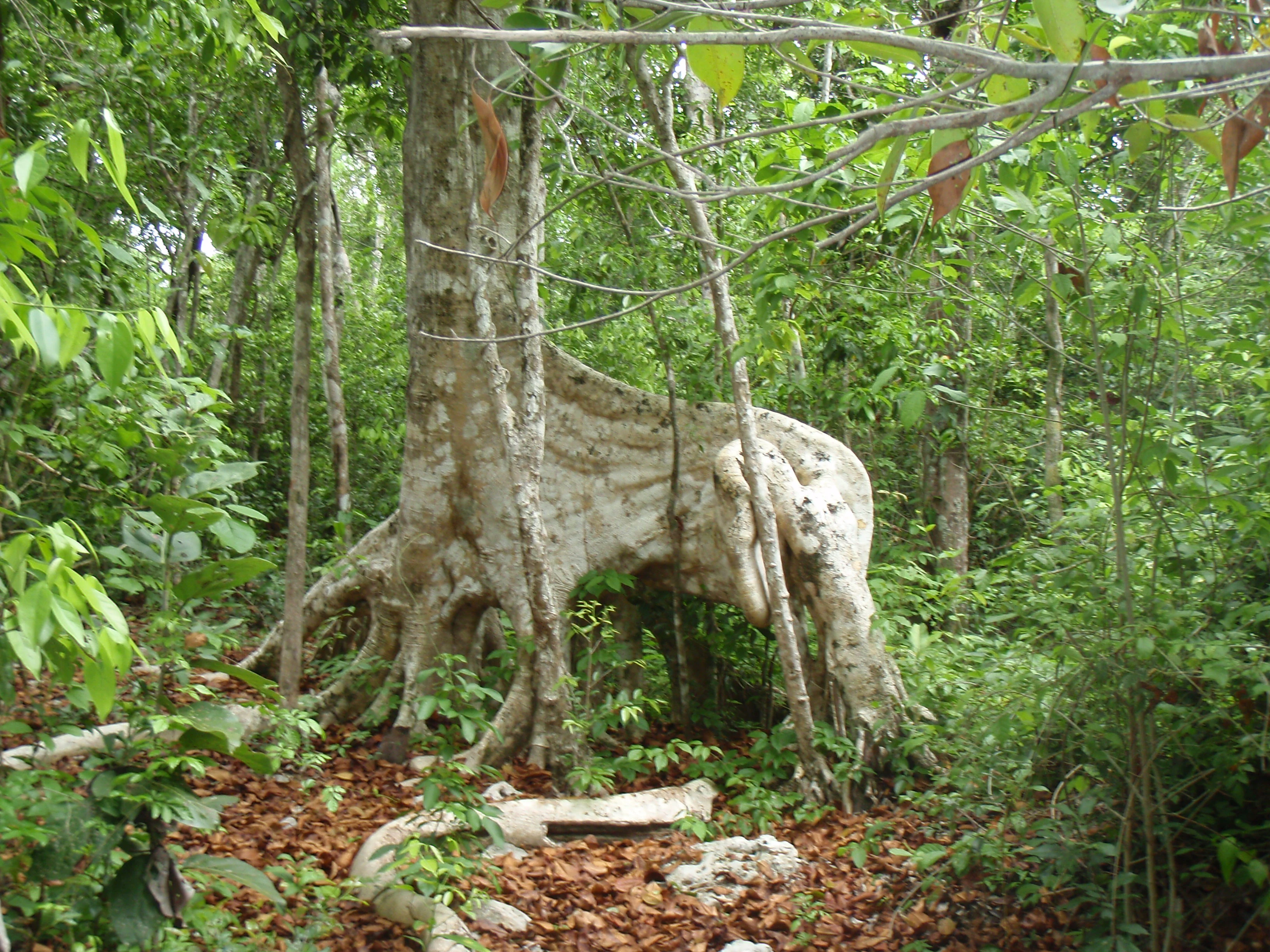 Banyan tree in the jungle