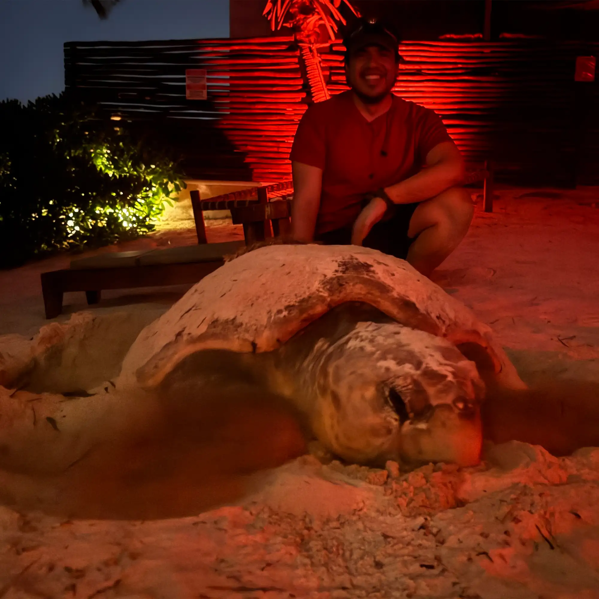 Tortuga marina Caretta caretta en SAVE