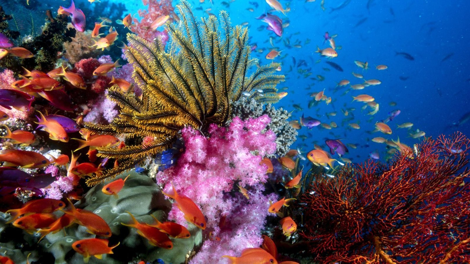Coral reef with tropical fish