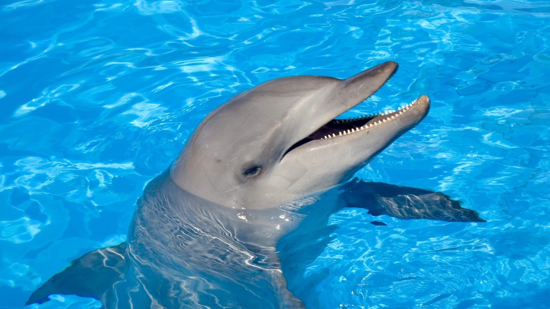 Dolphin close-up