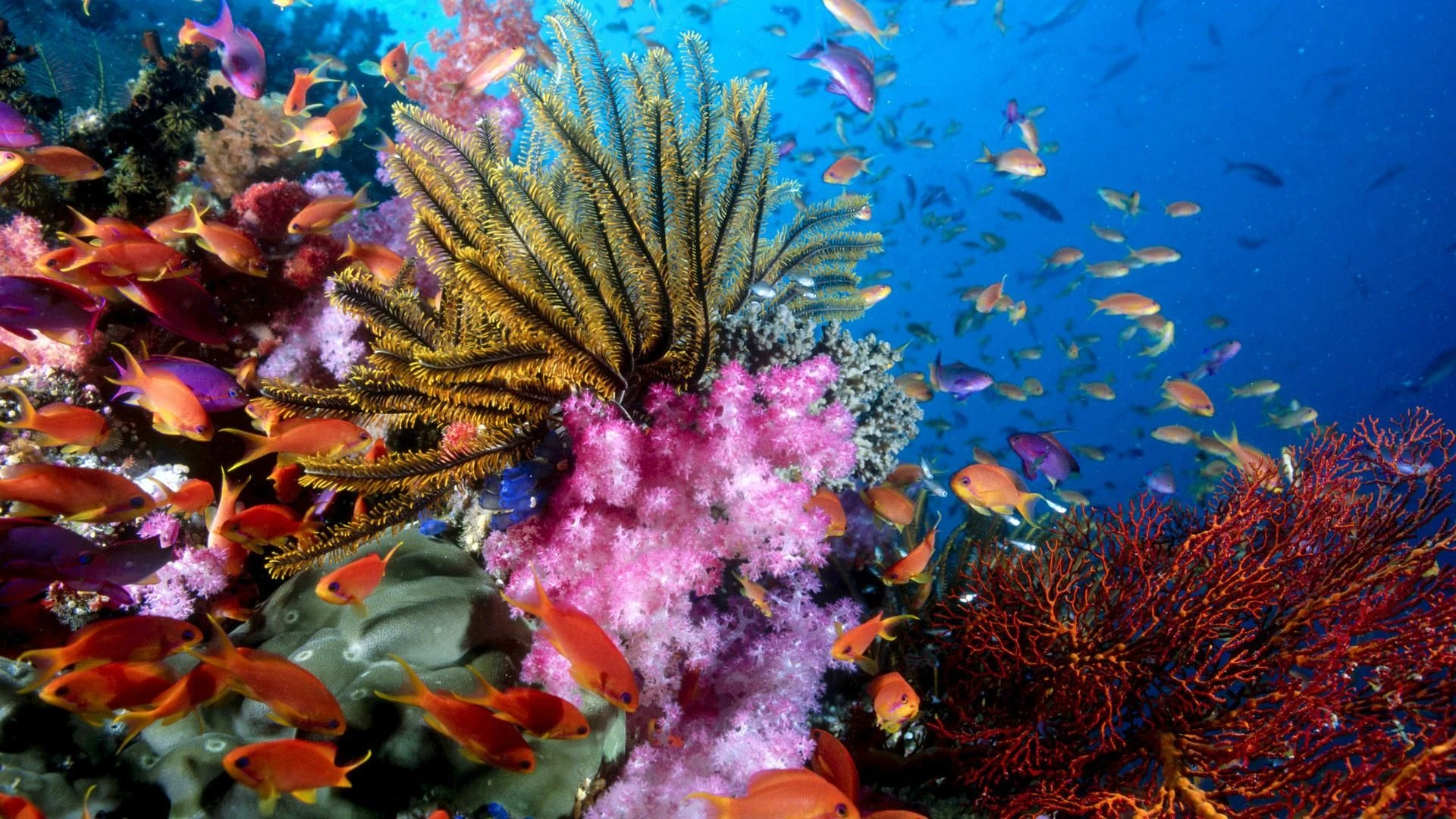 Aerial view of the Great Barrier Reef