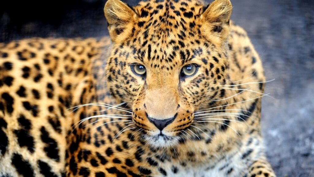 Jaguar close-up