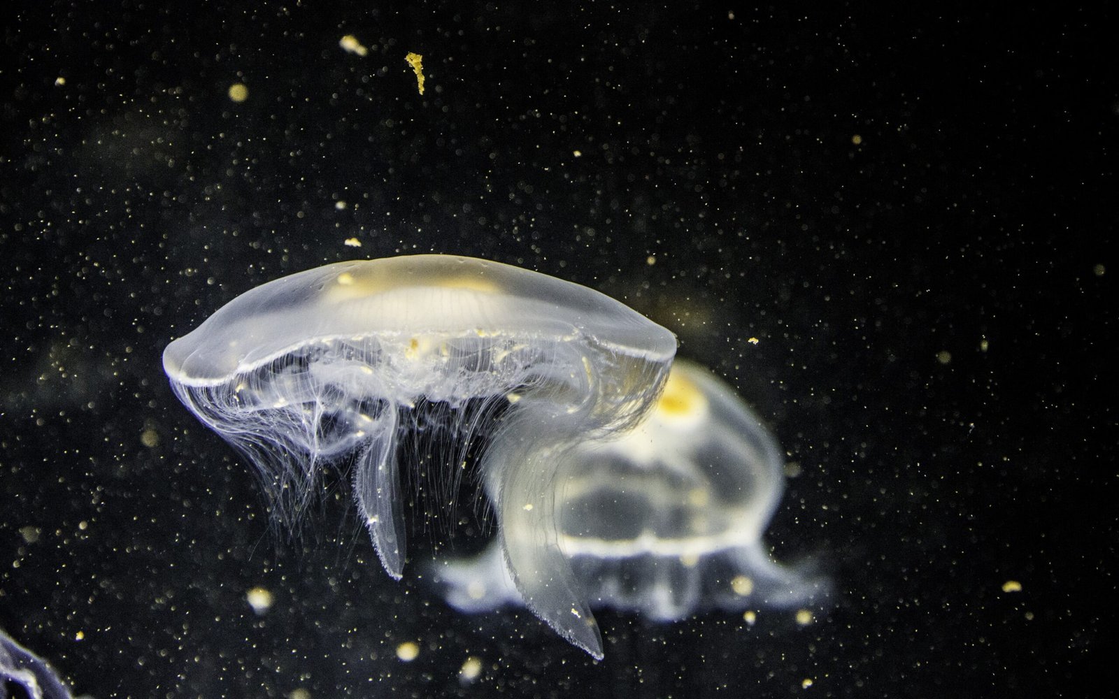 Jellyfish in dark water