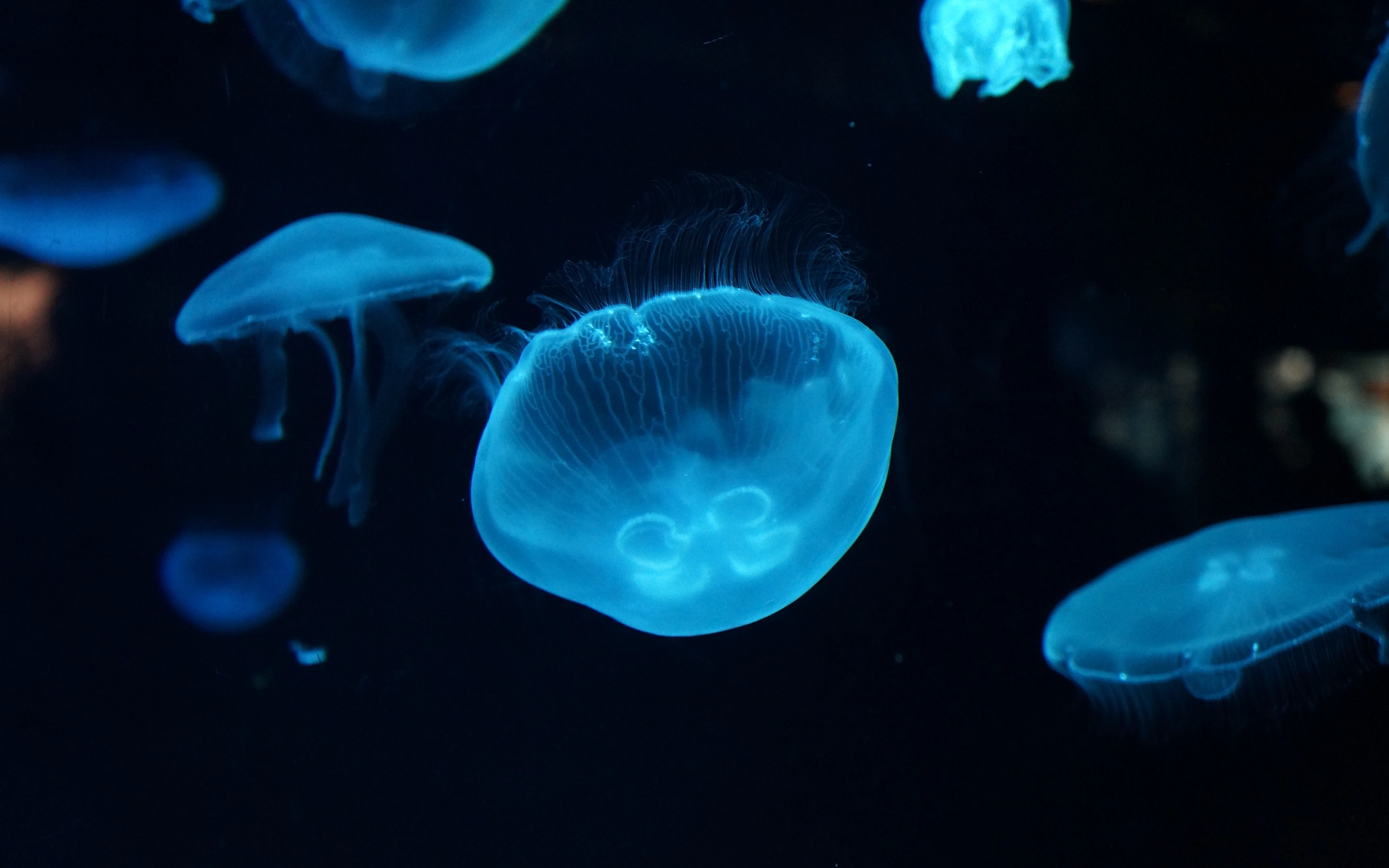 Jellyfish underwater