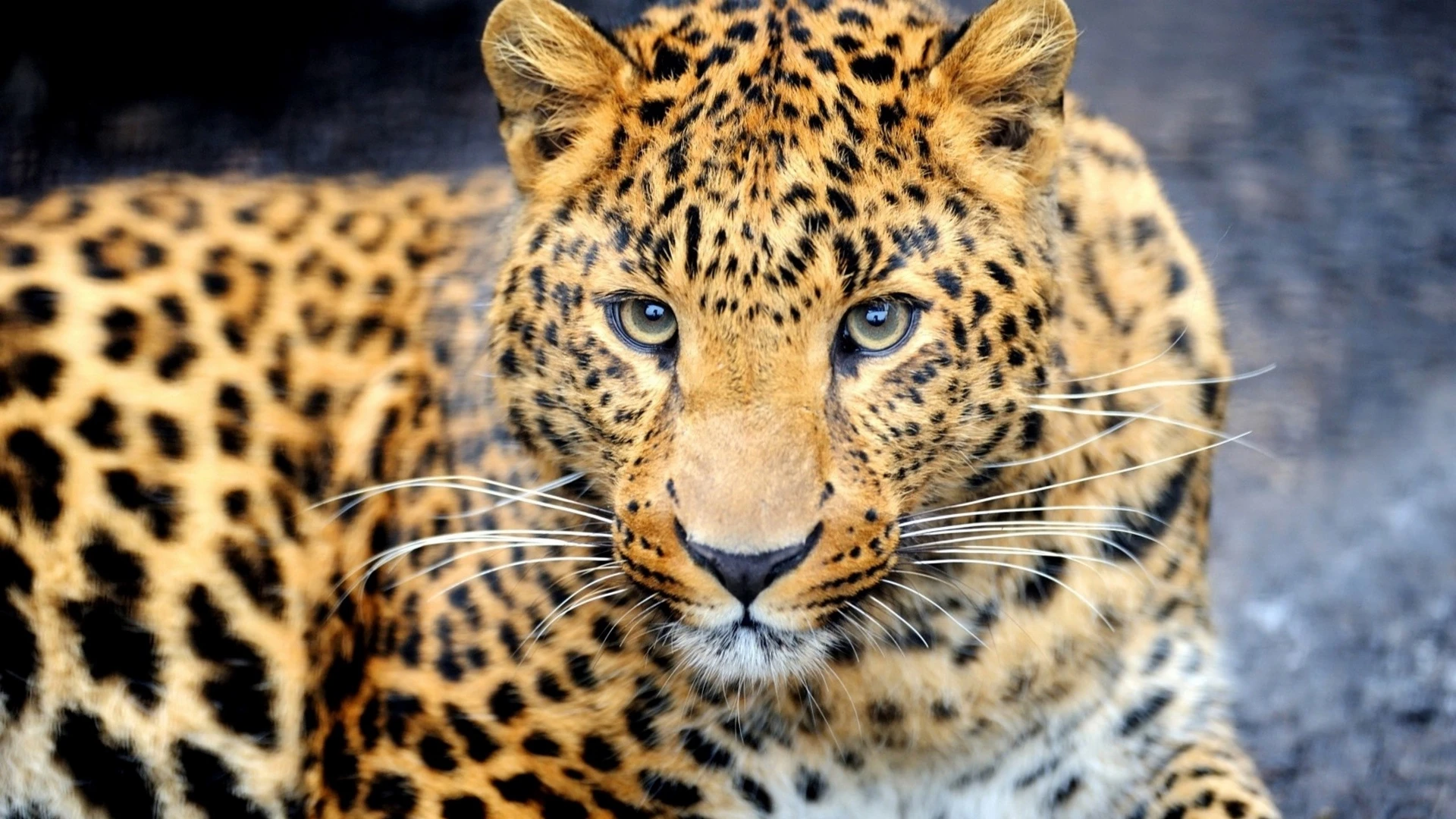 Leopard close-up