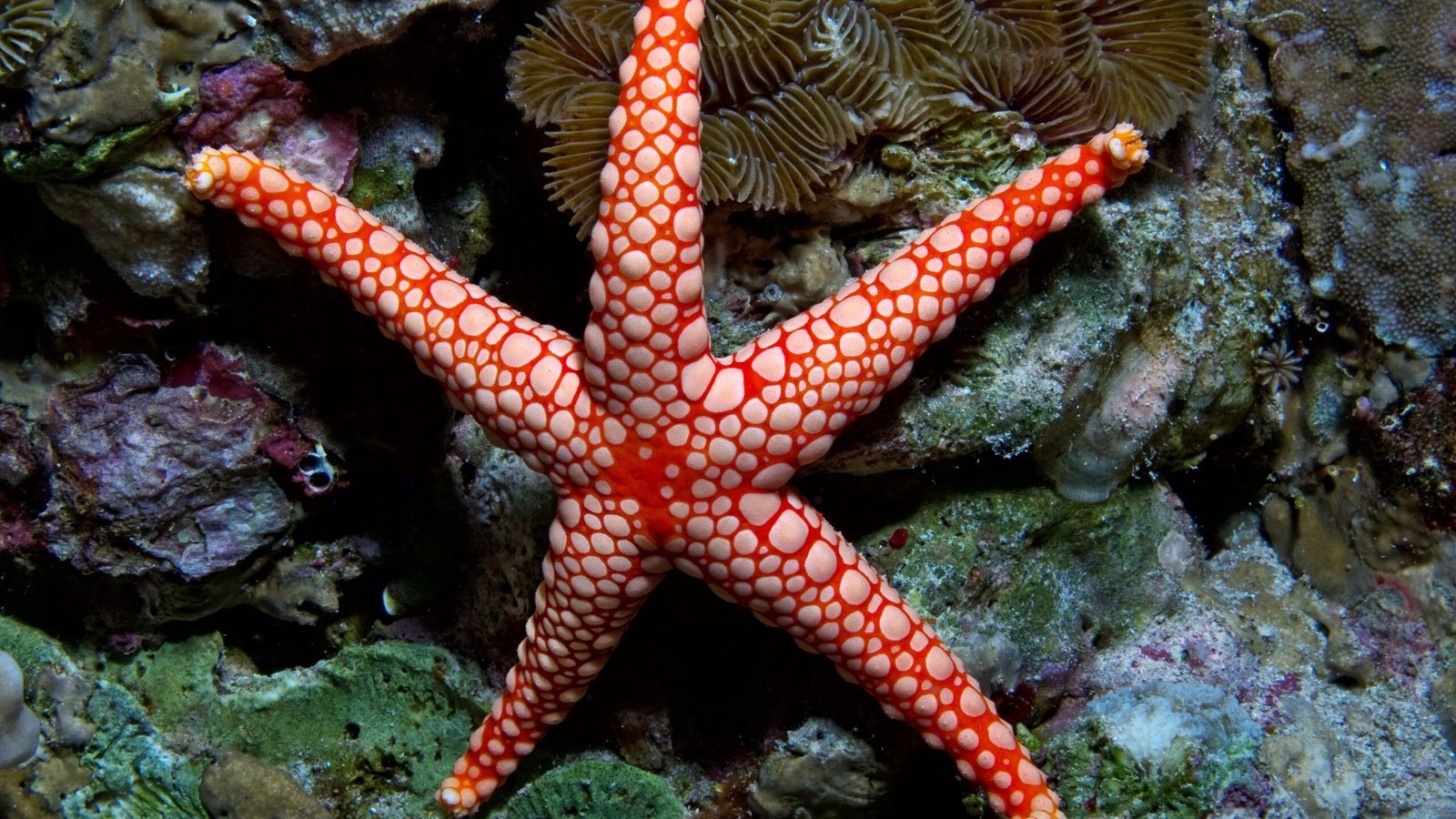 Red starfish on coral
