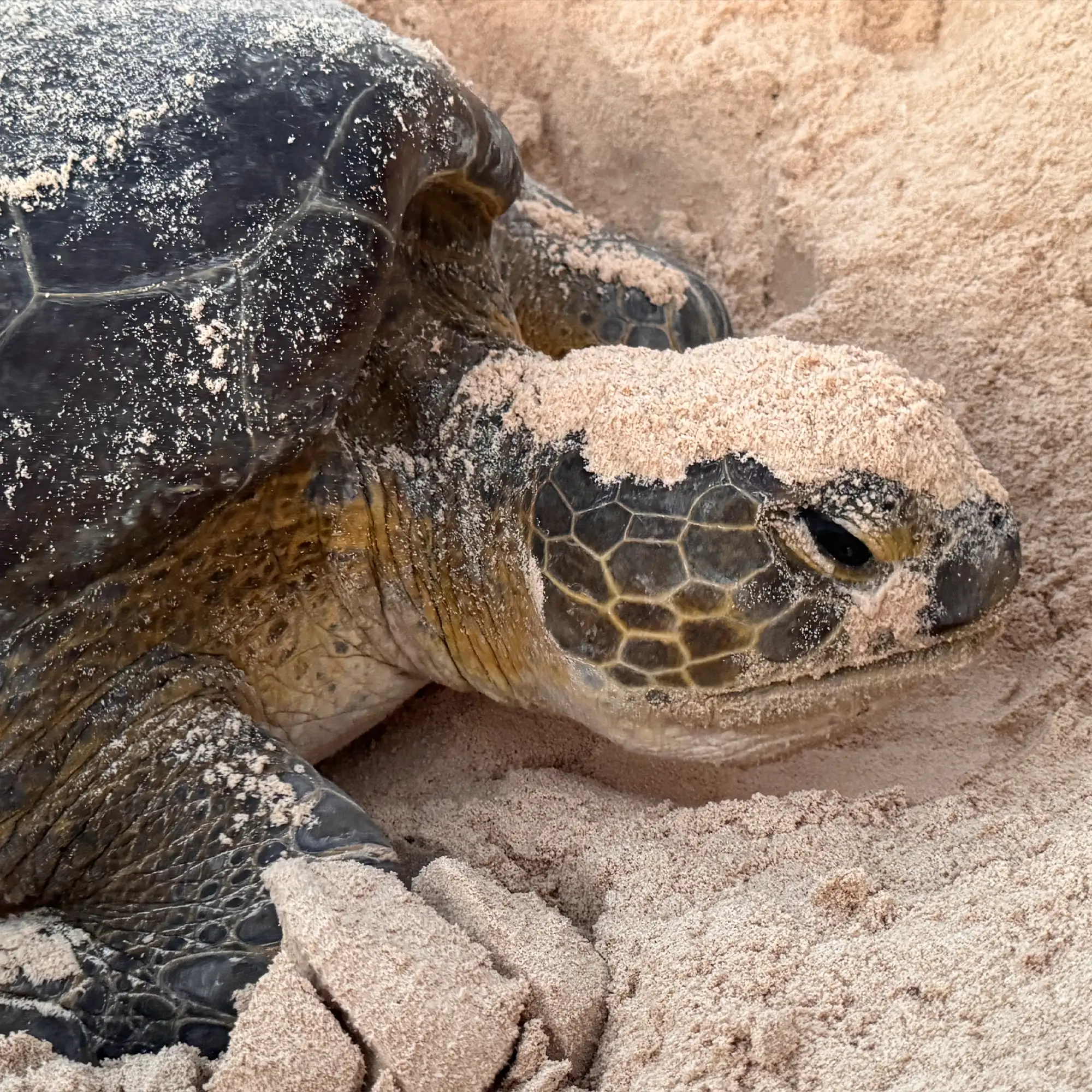 Tortuga marina de cerca en la arena