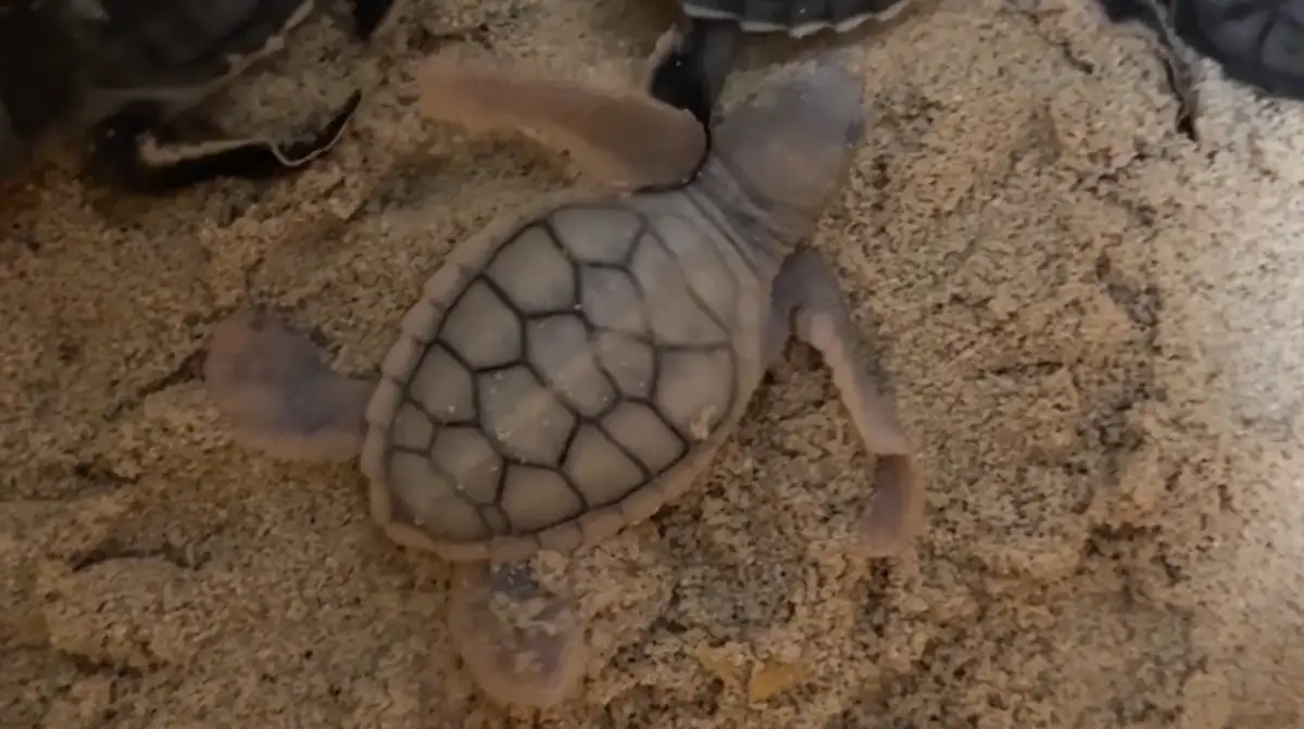 Cría de tortuga marina con leucismo
