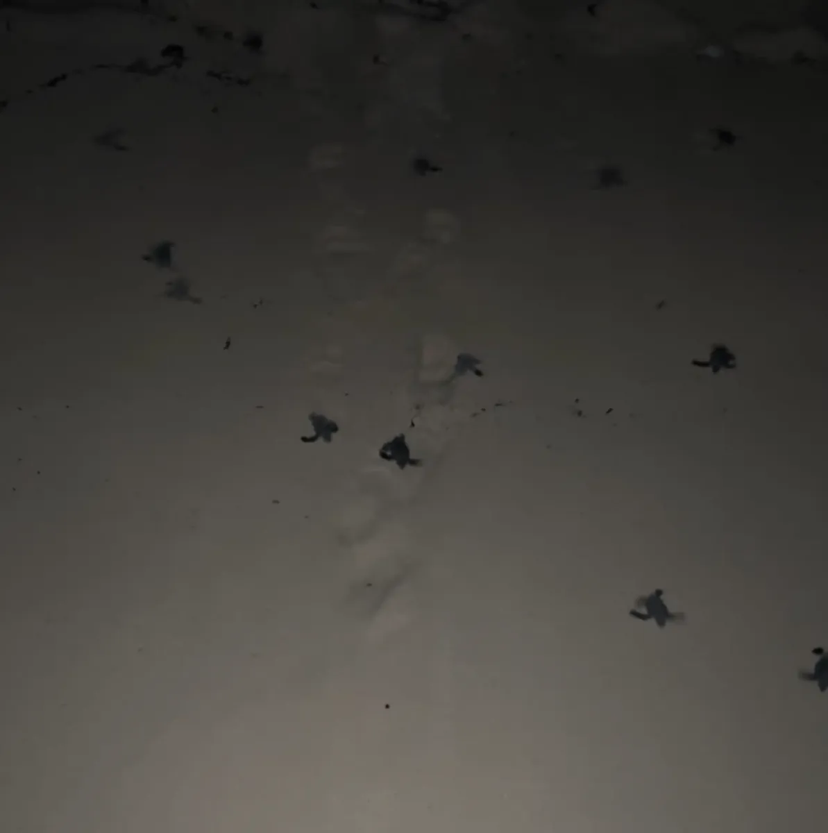 Cr&iacute;as de tortuga marina liberadas caminando hacia el mar de noche
