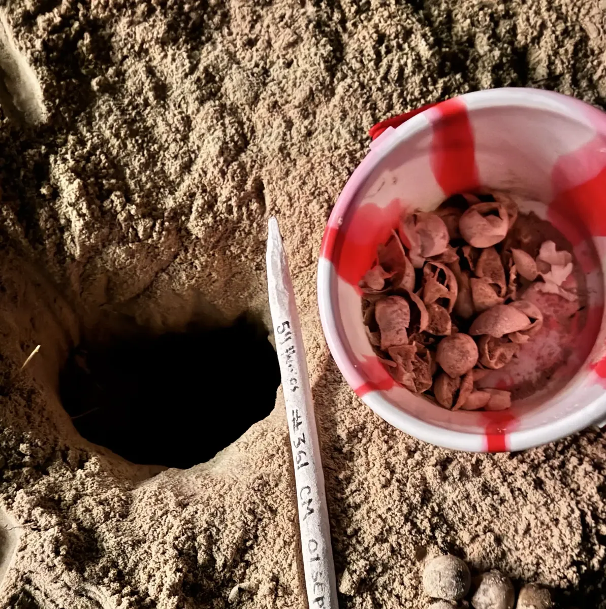 Cascarones de huevo contados tras la excavaci&oacute;n de un nido de tortuga marina