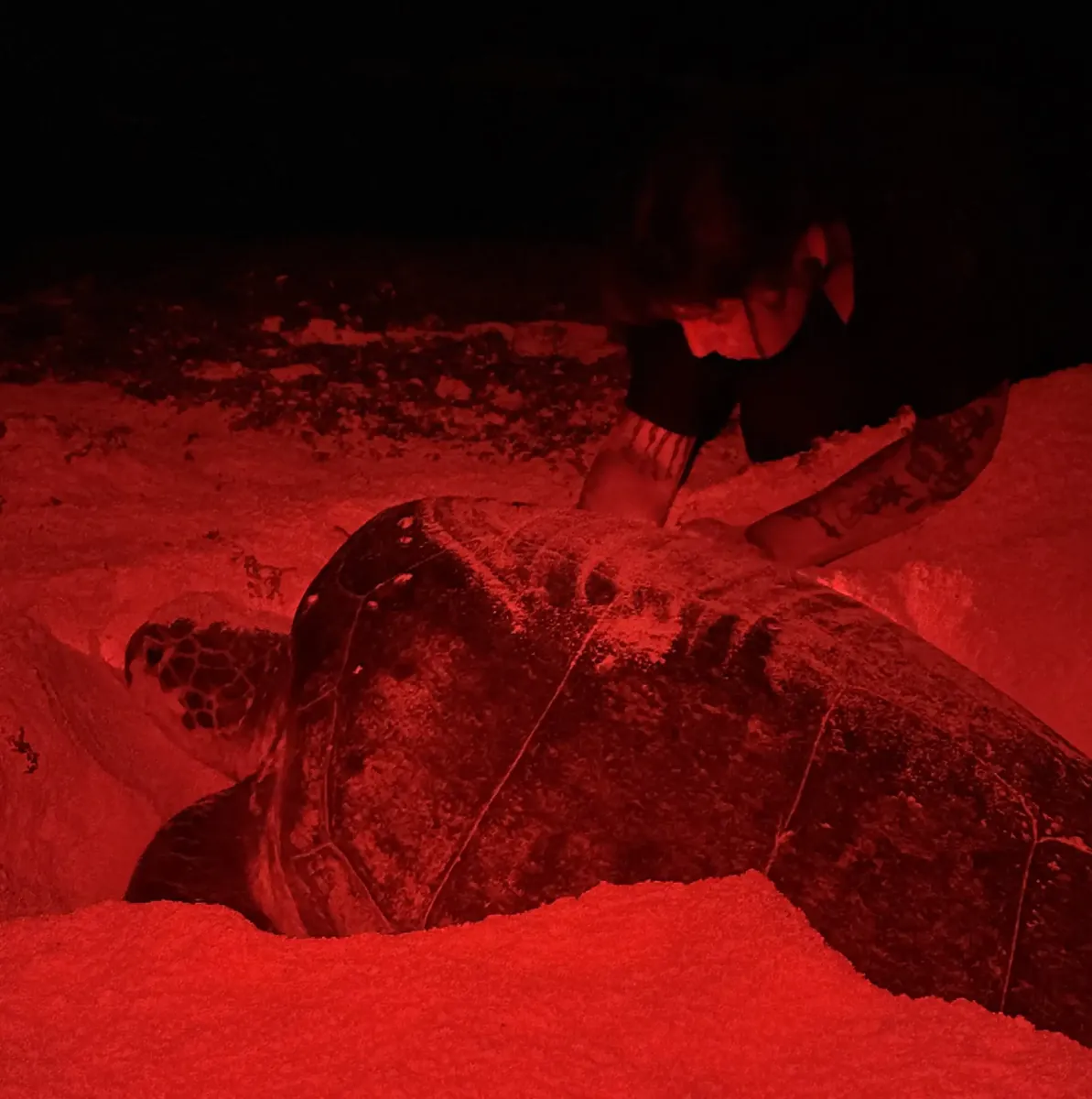 Voluntario midiendo una tortuga marina con luz roja durante un patrullaje nocturno