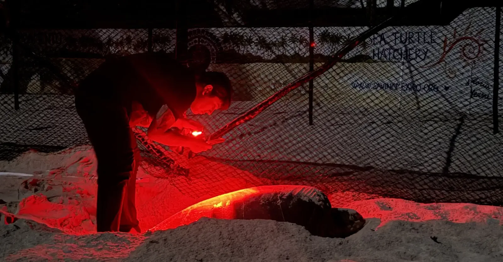 Voluntario de S.A.V.E. midiendo una tortuga marina con luz roja durante un patrullaje nocturno en el vivero de tortugas