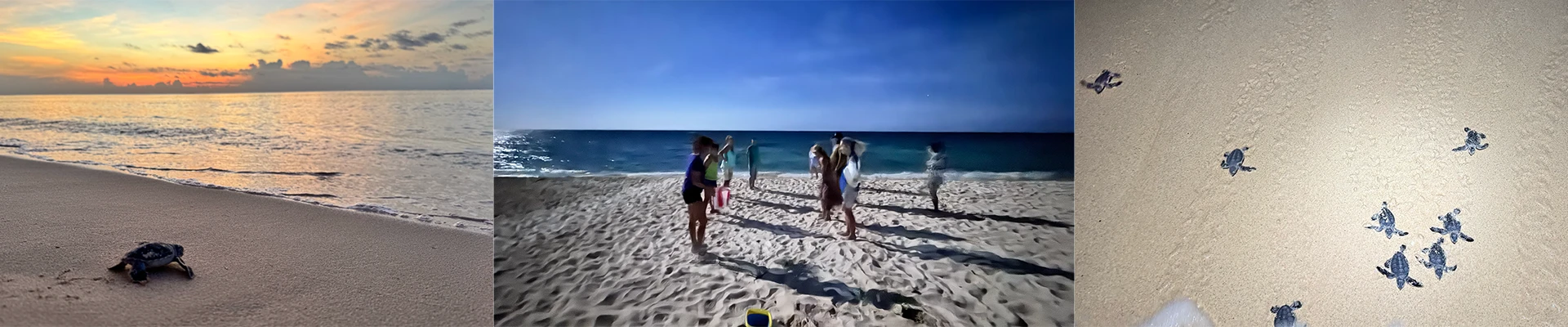 SAVE volunteers on the beach at Akumal