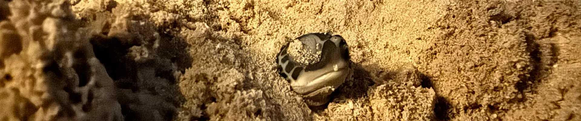 Sea turtle hatchling emerging from its nest in the sand
