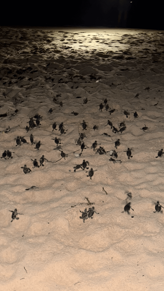 Hatchling heading to the sea at sunset