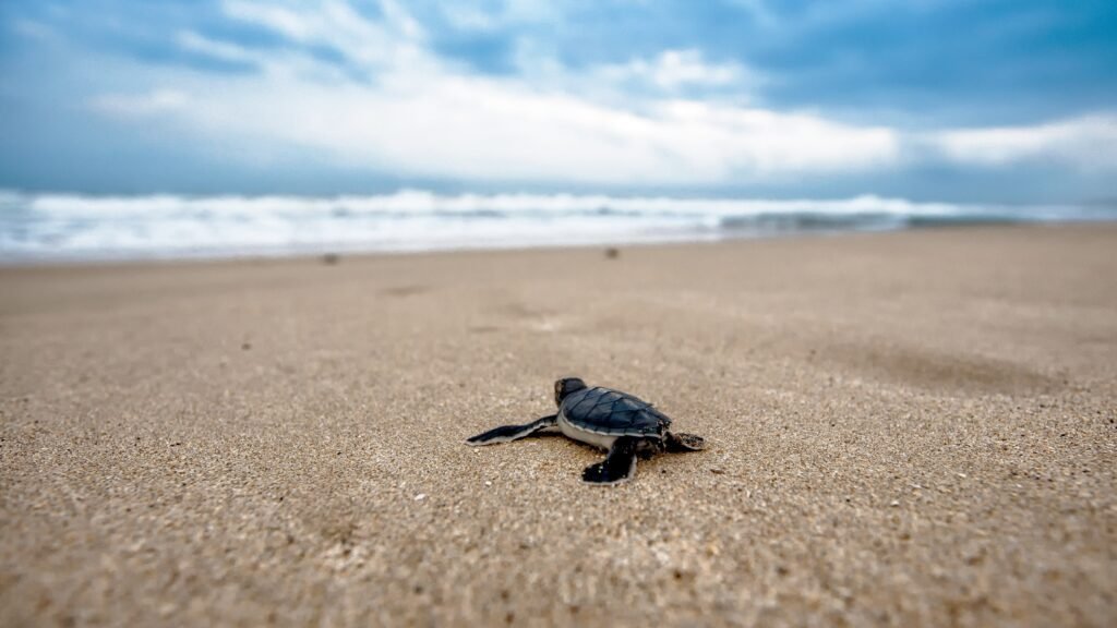 Sea turtle hatchlings being released