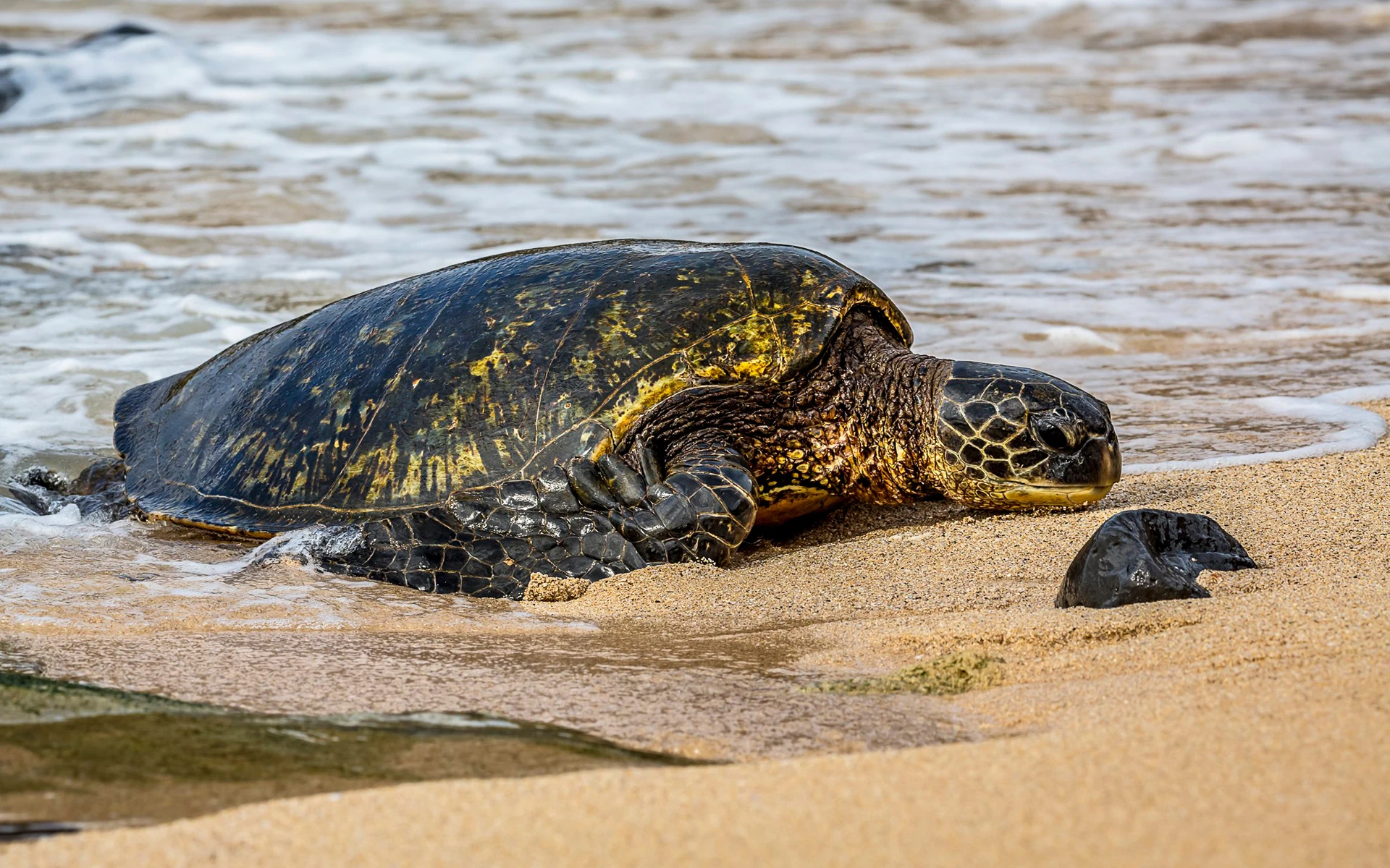 Sea turtle swimming in the waves