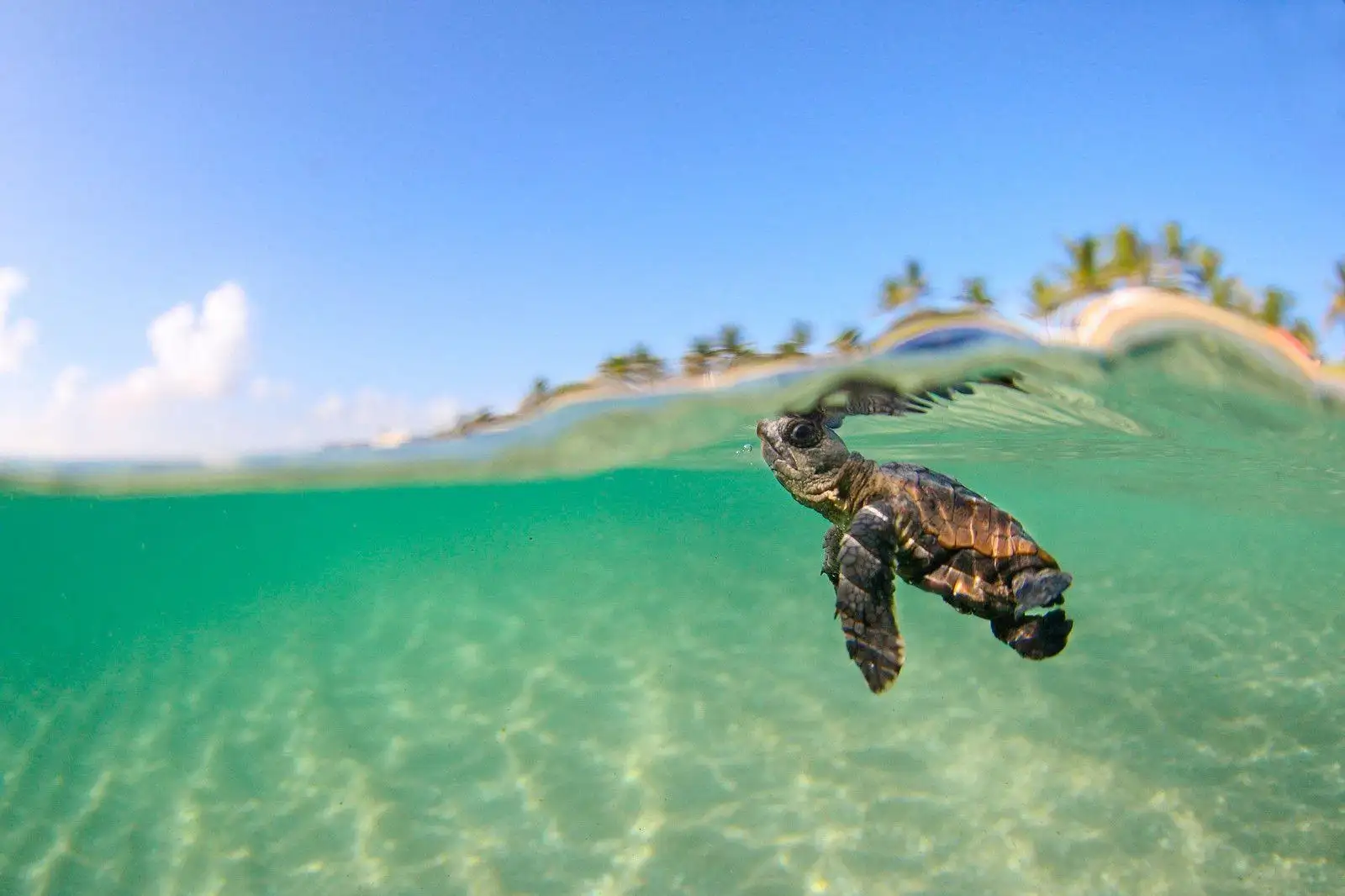 Sea turtles over the reef in Akumal