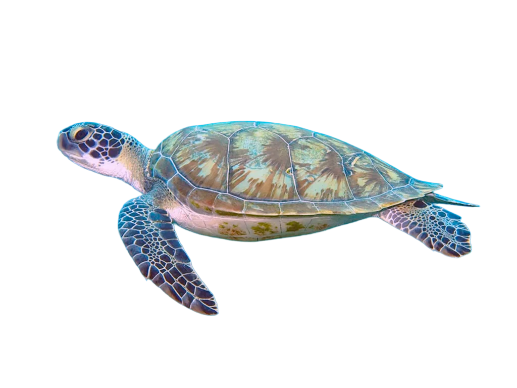 Tortuga verde (Chelonia mydas)