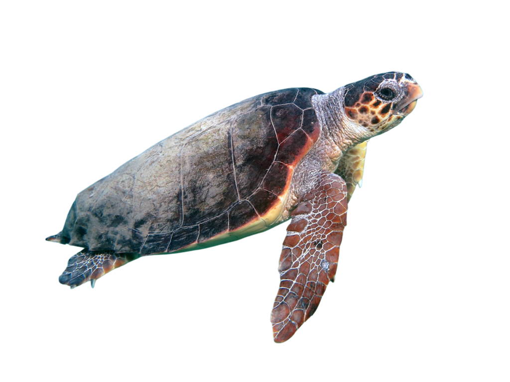 Loggerhead turtle, Caretta caretta
