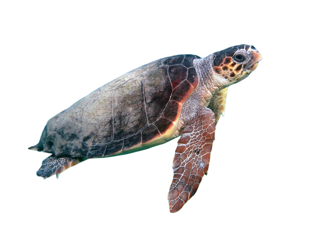Tortuga caguama (Caretta caretta)