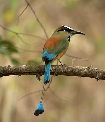Turquoise-browed motmot bird