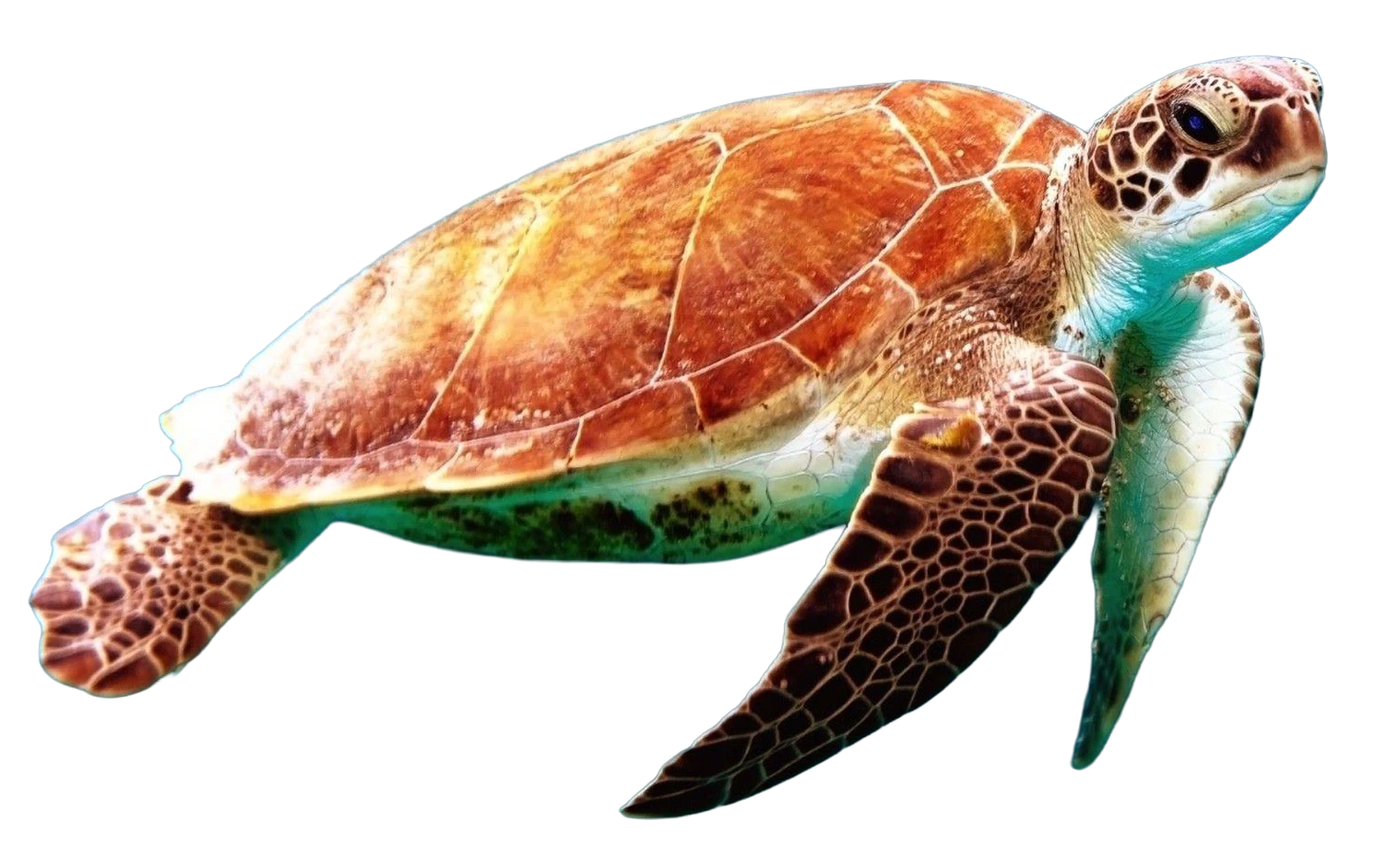 Sea turtle swimming