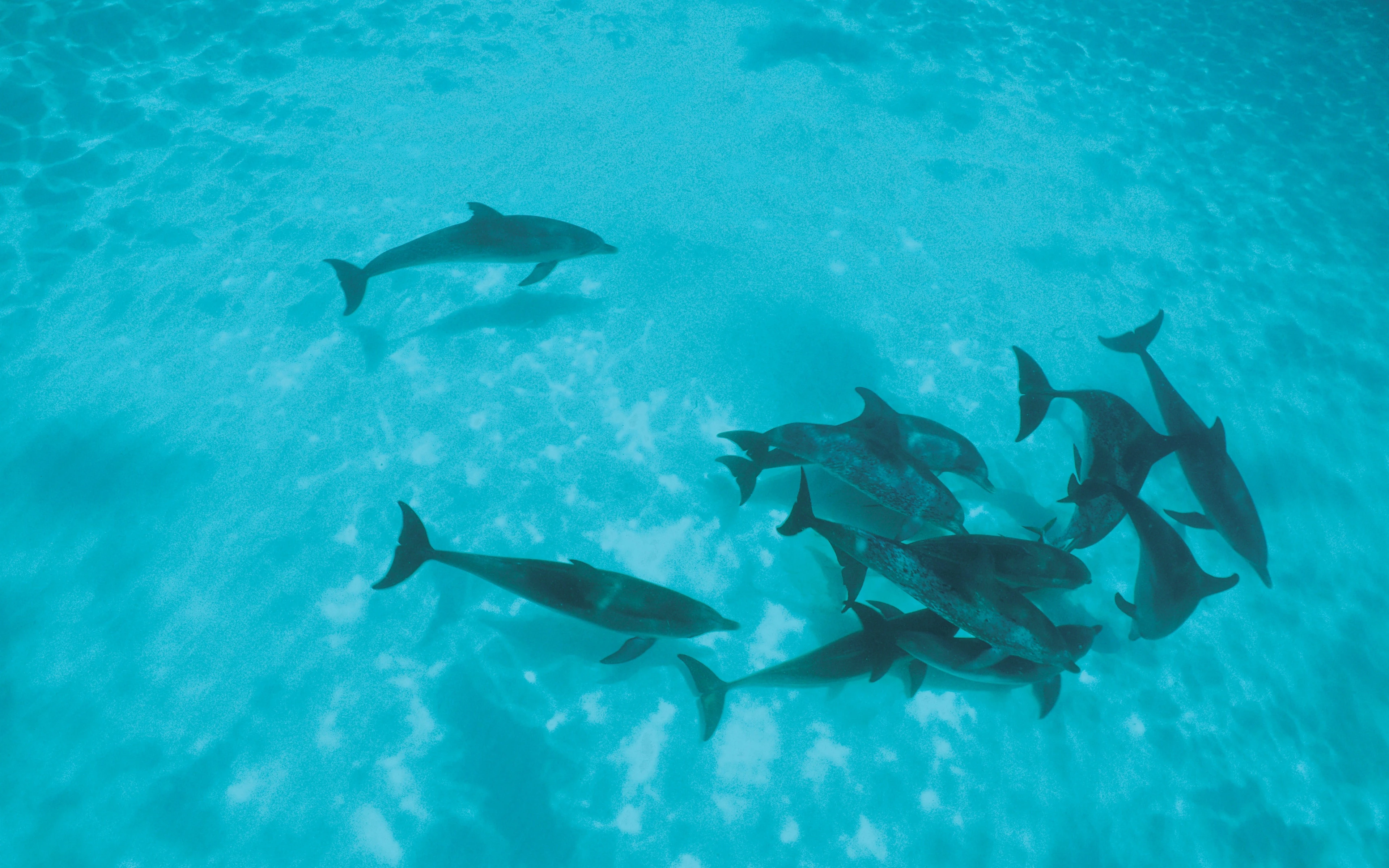 Two dolphins swimming underwater