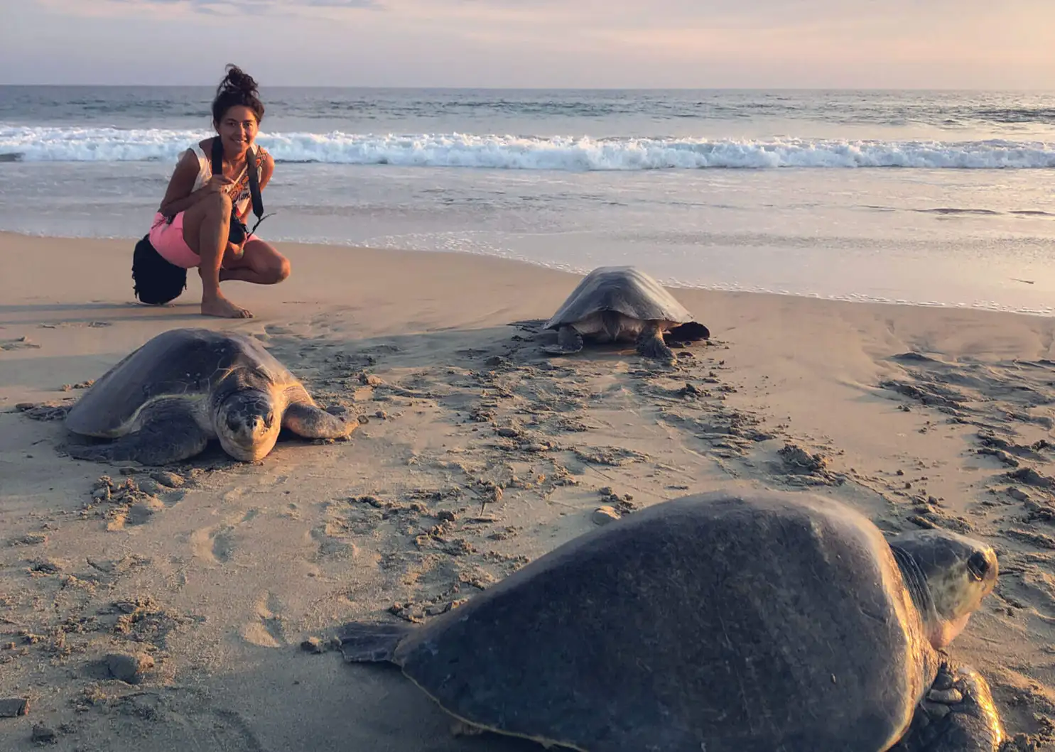 Yaz Ayuso with olive ridley sea turtles (Lepidochelys olivacea) during the arribada at Playa Escobilla, Oaxaca